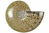 Polished Cretaceous Ammonite (Cleoniceras) Fossil - Madagascar #305940-1